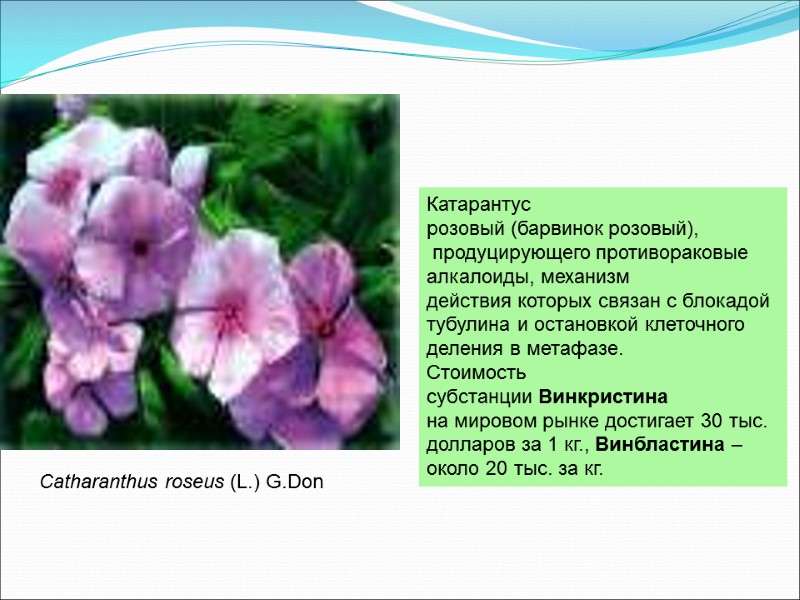 Катарантус  розовый (барвинок розовый),  продуцирующего противораковые  алкалоиды, механизм  действия которых